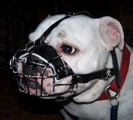 Best Fit Dog Muzzle for English Bulldog- wire Muzzle